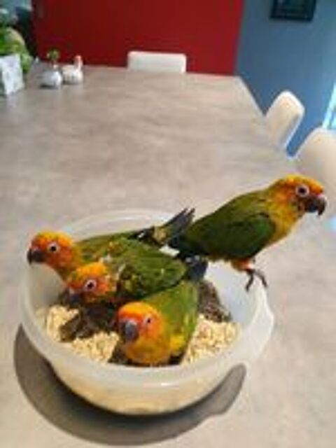   conures soleil 