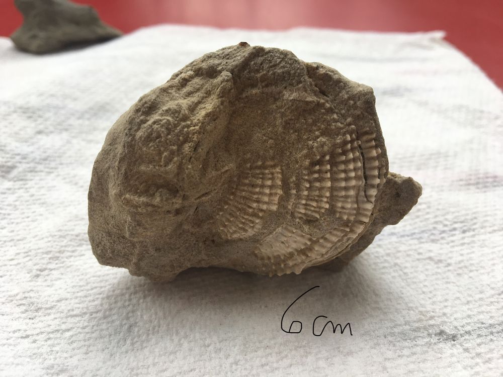 Coquillage fossilis&eacute; 