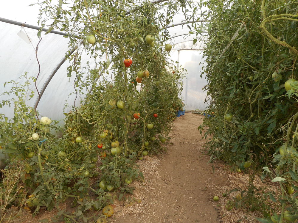Tomates Jardin