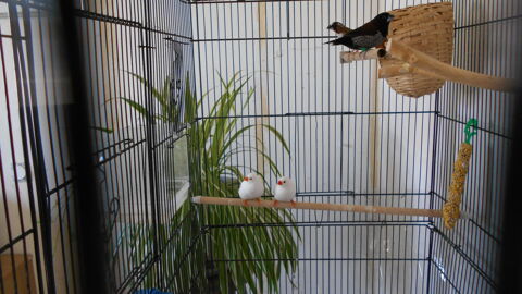 COUPLE DE MOINEAU DU JAPON 40 78300 Poissy