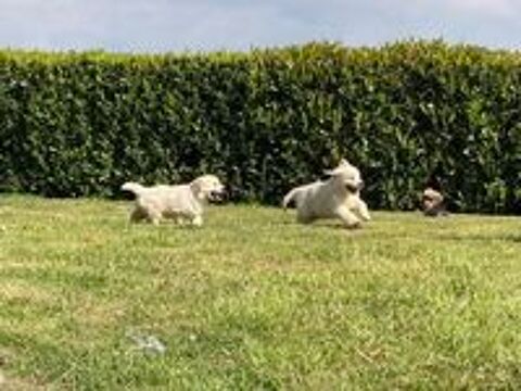   chiot golden retriever
