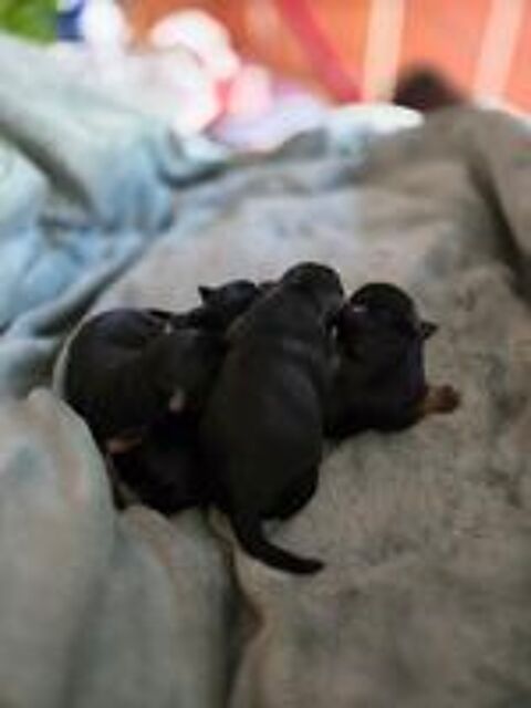   CHIOT YORSHIRE TERRIER 