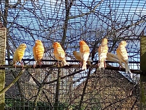 canari / serin 35 22400 Lamballe