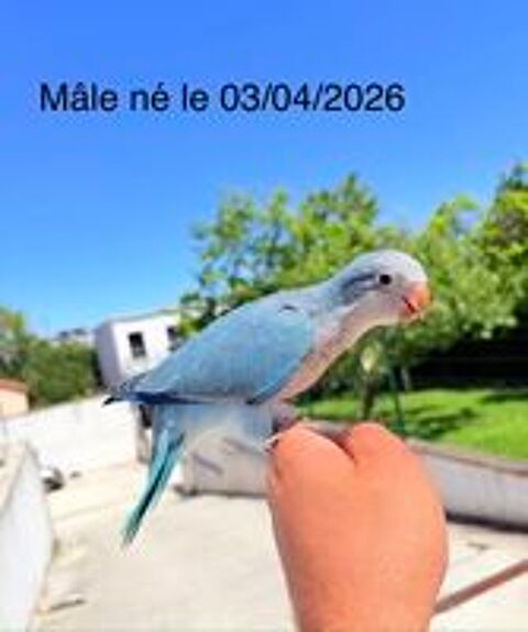   Très Belle Conure Souris EAM TRÈS BIEN APPRIVOISÉES 2026 