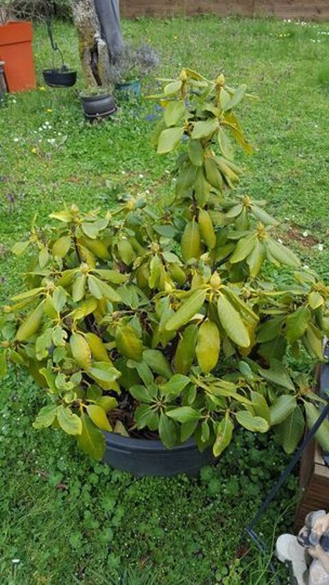  Beau rhododendron bordeaux foncé en pot N°1188 50 Beaune (21)