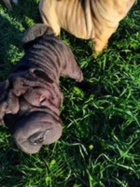   Chiot femelle Shar Pei NON LOF disponible  