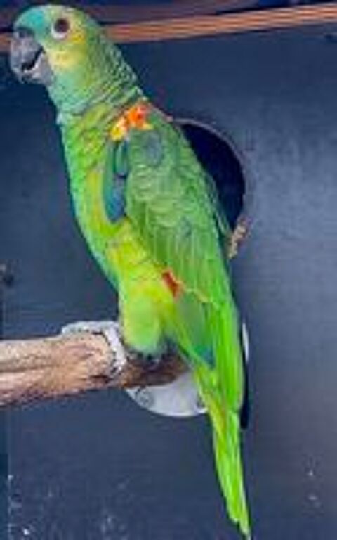   Amazone front bleu 