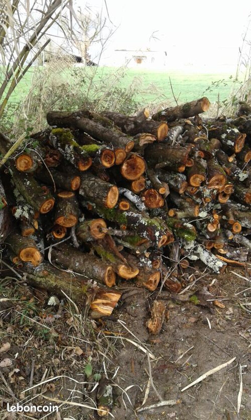 Bois de chauffage prunier Jardin