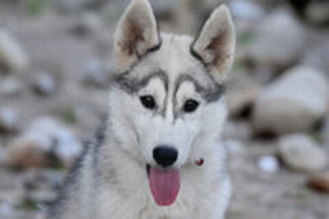   Chiot femelle Husky sibérien  