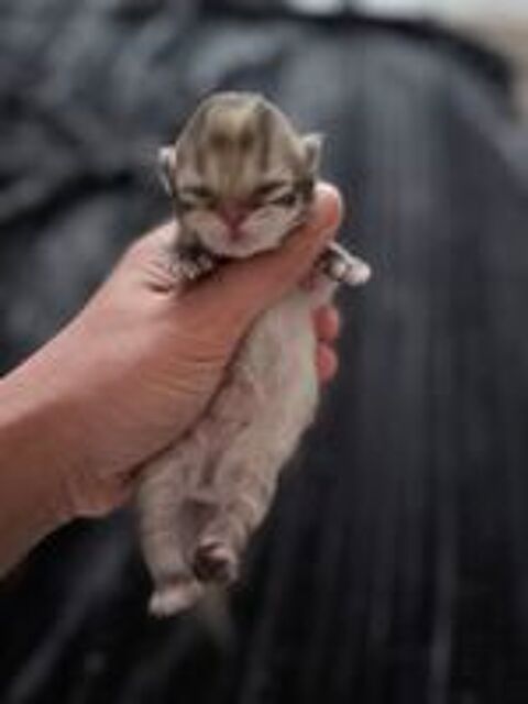   ? British chatons à réserver ! ?
