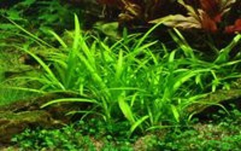   Plantes Sagitarria Subulata pour aquarium 