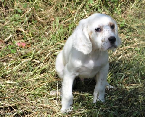 chiots setter anglais lof 650 82700 Montech
