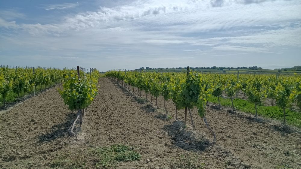 Vente Terrain 3 hectares vignes Pézenas