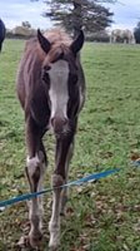   pouliche psar sabino et dsa 