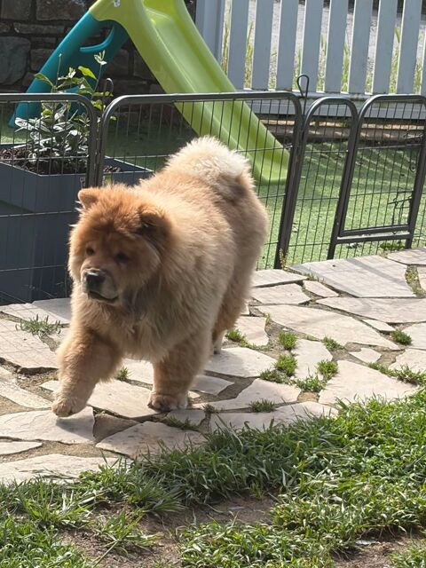 Chow Chow 0 35480 Saint-malo-de-phily