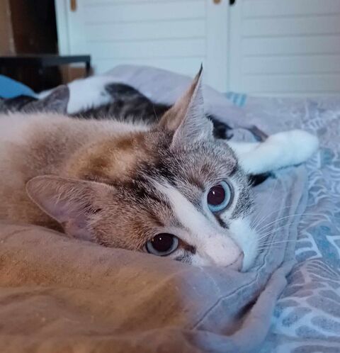 DAISY 285 91310 Longpont-sur-orge