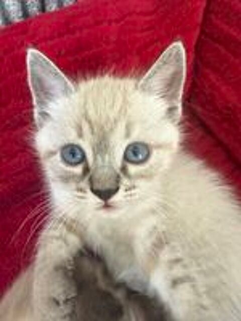   Chaton Ragdoll 

