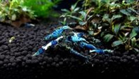   Caridinas Crazy Blue pour aquarium 