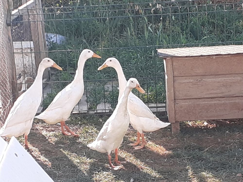 canards coureur indien Jardin