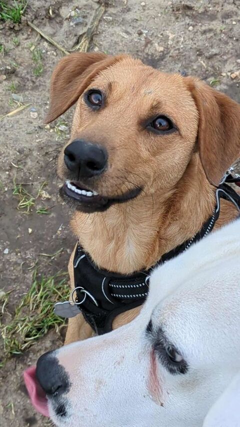 Dixy la joyeuse et dynamique louloute 350 76170 Lillebonne