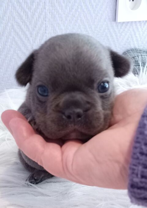 Bouledogue fran&ccedil;ais exotique m&acirc;le 1500 18370 Beddes