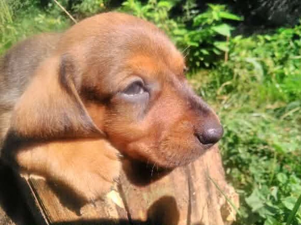   Chiots Teckel Nains de couleur fauve charbonné NON LOF 
