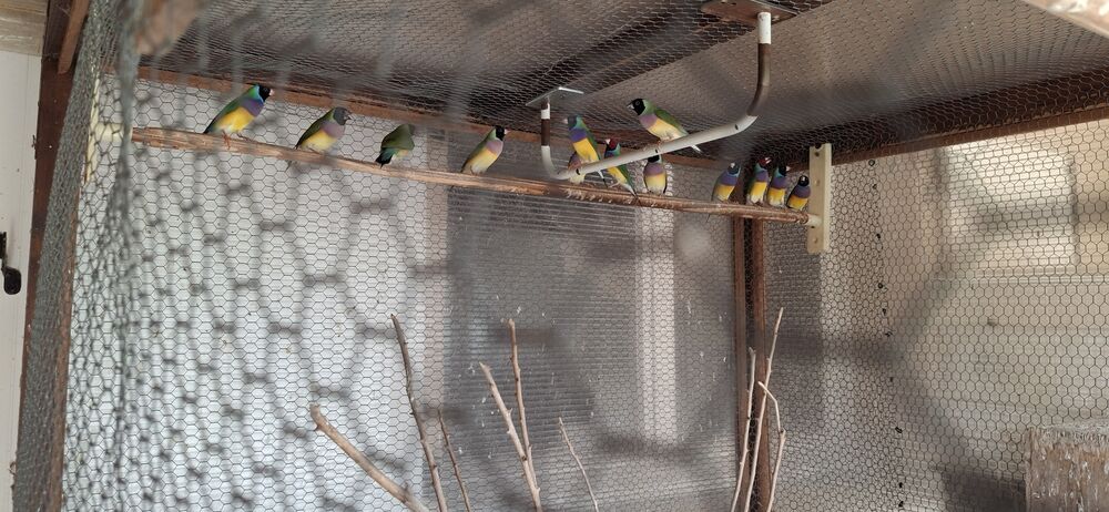   oiseaux diamant gould 