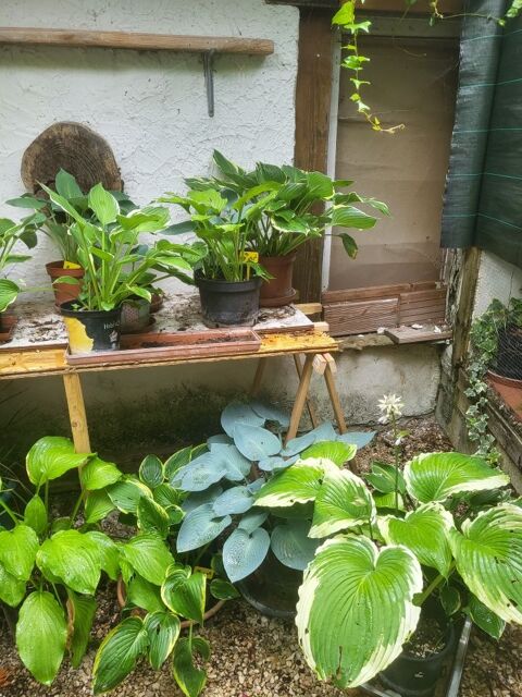 hostas 5 Soirans (21)