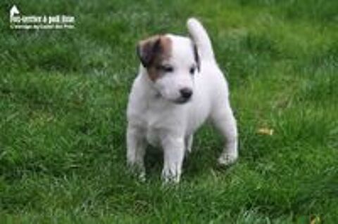   Chiots Fox-terrier  poil lisse LOF  rserver 