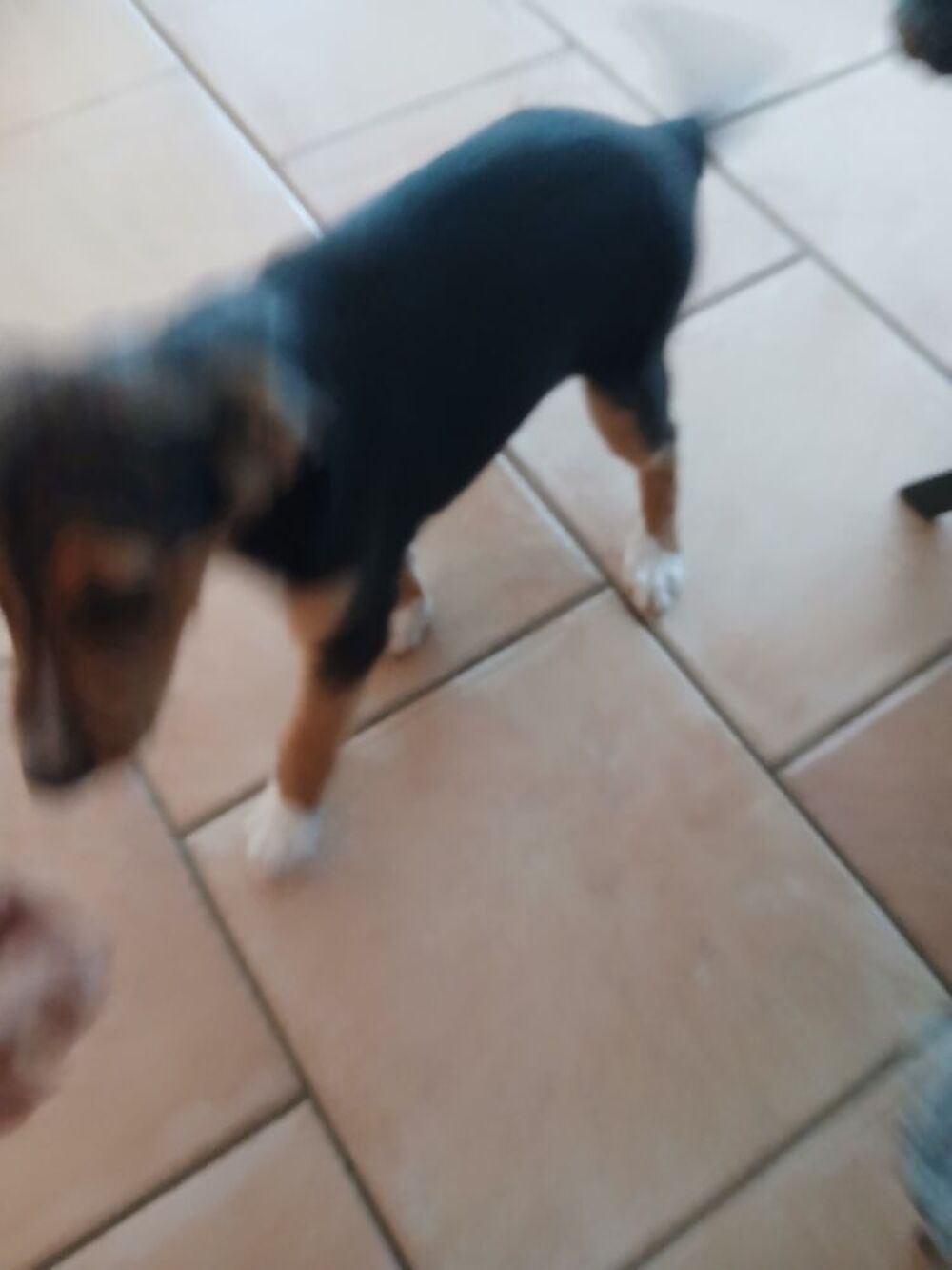   Chiot contre bon soin 