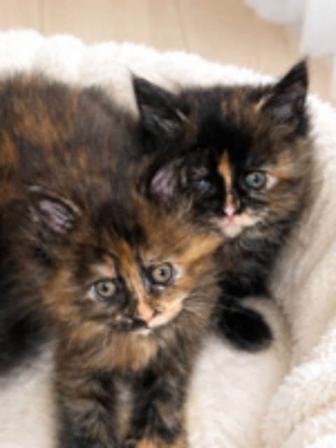   Magnifiques Maine Coon  