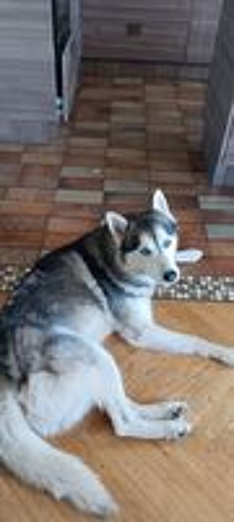   Don Husky de Sibérie  