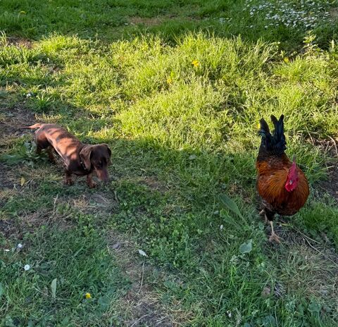 Jeune coq maran " Bryan " 20 14220 Barbery