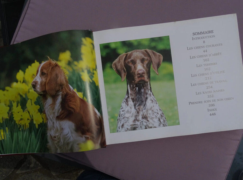 L'essentiel des Chiens - Novedit Livres et BD