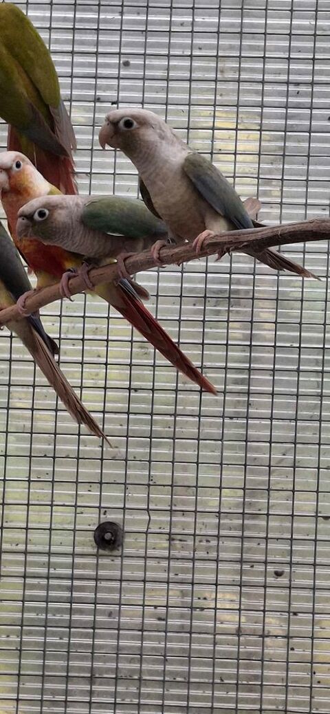 Pyrrhura molinae misty m&acirc;le 50 85360 La tranche-sur-mer