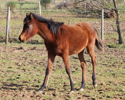 Superbe pouliche PSAR "golden cross" 3000 11800 Saint-frichoux