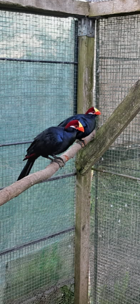 Touraco violet 1 85340 L'le-d'olonne