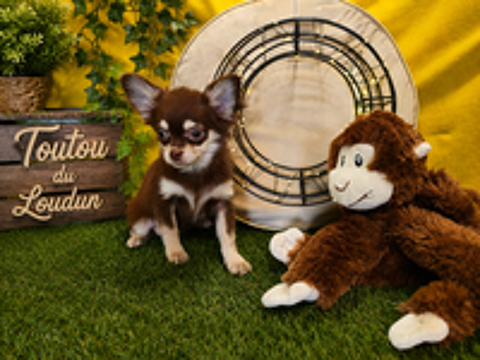   Chiot Chihuahua mâle poils longs 