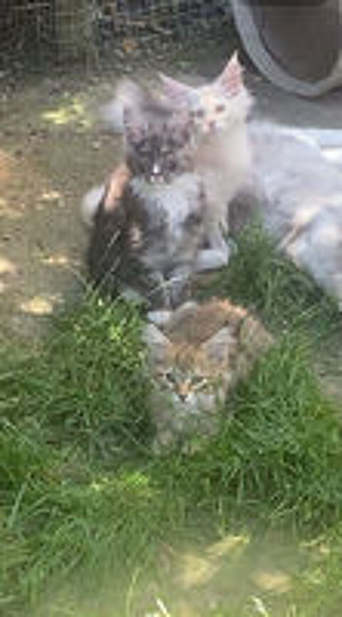   MAINE COON ? CHATONS DISPONIBLES ??? les loulous de c?ur  