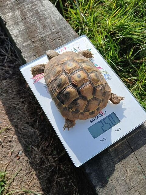 Tortue de terre Hermann 190 61190 Tourouvre