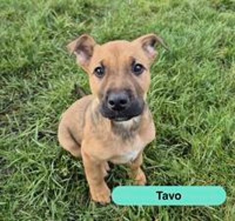   Tavo, crois� malinois � adopter 