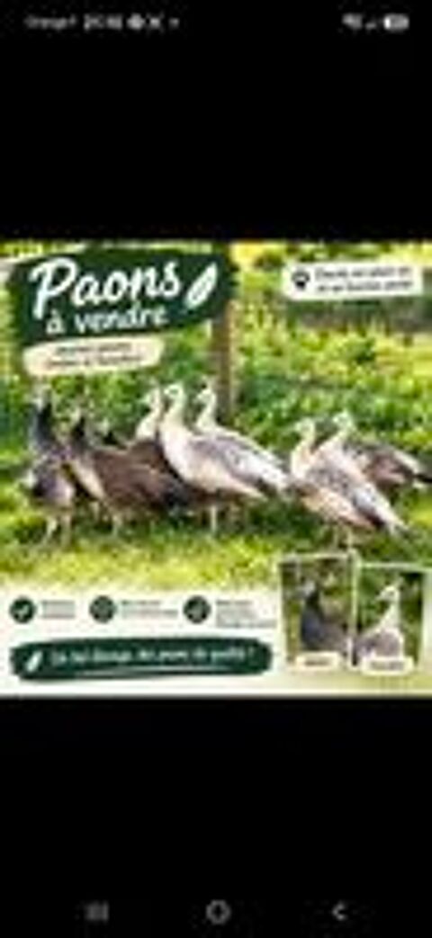   Splendides paons de l annee mâle et femelle 