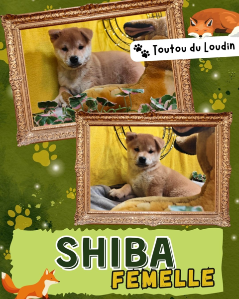 Chiot shiba inu femelle 650 18140 Pr�cy