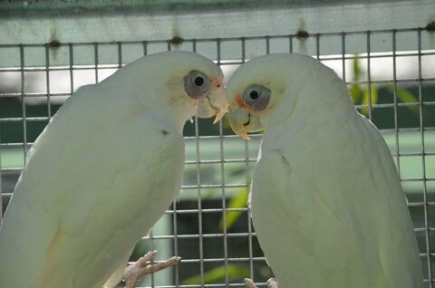Cacatoès à il nu - Couple très bonne entente! 1490 35136 Saint-jacques-de-la-lande