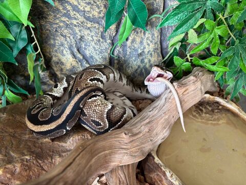 Python  Regius 200 78000 Versailles