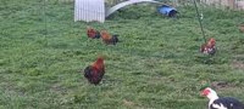   Coq pekin  