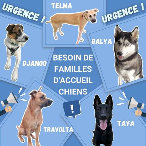 Recherche Famille d'accueil grands chiens (dpt 44) 0 44000 Nantes