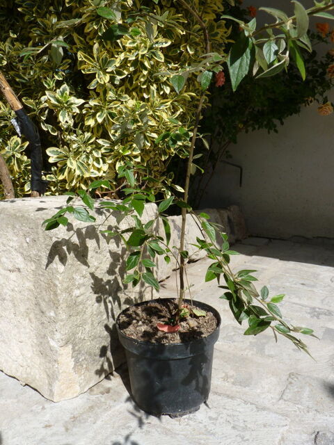 arbuste haie jardin cotoneaster en pot   5 Brienne-le-Chteau (10)