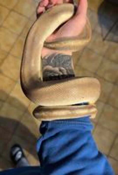   python royal 