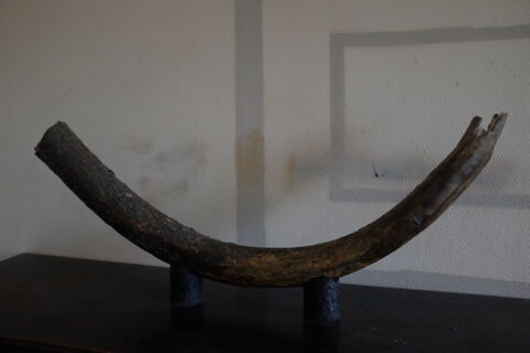 [Fossile] Dfense de Mammouth laineux (Mammuthus primigenius 800 Amiens (80)